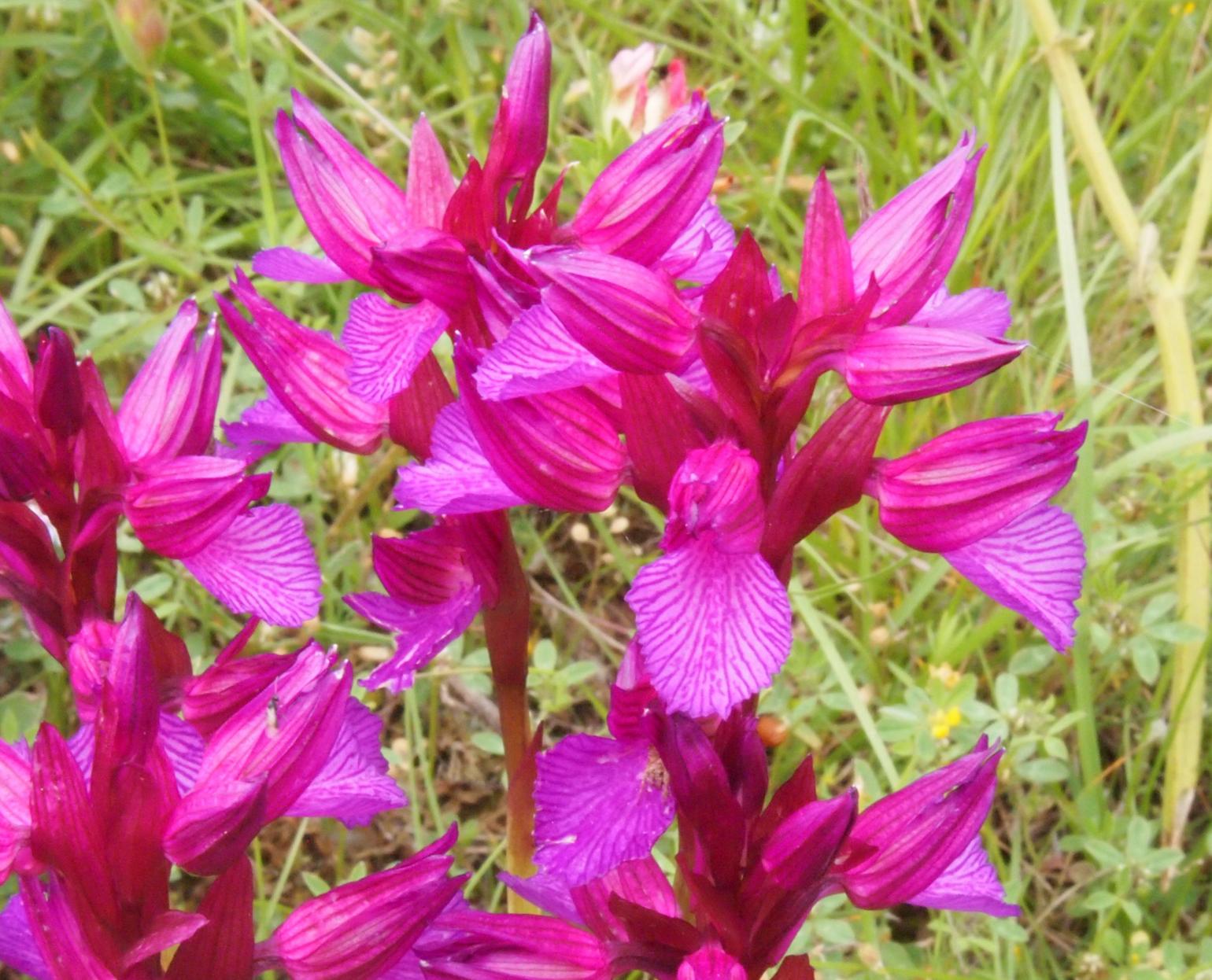 Orchid, Pink Butterfly